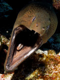 Moray Eel, St. Johns Reef, Red Sea Lámina fotográfica por Mark Webster