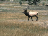 An Elk in the Grassland in Colorado Print by Michael Brown