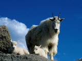 Wild Goats, Boulder Kunstdrucke von Michael Brown