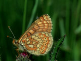 Marsh Fritillary, South of France Photographie par John & Jane Woolmer
