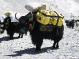 A Sponsered Yak, Nepal Plakaty autor Michael Brown A Sponsered Yak, Nepal Plakaty autor Michael Brown