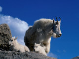 Wild Goats, Boulder Posters by Michael Brown