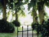 Blurred Image of a Gate and Woodland Path Photographie