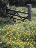 Buttercups and Hawthorn Photographic Print