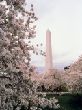 Washington Monument, Washington, D.C., USA Photographic Print