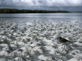 Santa Cruz Island, Galapagos Islands, Ecuador Photographic Print