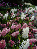 Butchart Gardens, Victoria, British Columbia, Canada Photographic Print