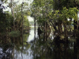Amazon River, Brazil Fotografie-Druck