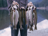 Rainbow Trout Photographic Print