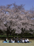 Shinjuku Park, Tokyo, Japan Photographic Print
