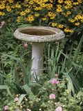 Black-Eyed Susans and Chrysanthemums Photographie
