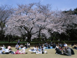 People Partying Under Cherry Blossoms, Shinjuku Park, Shinjuku, Tokyo, Honshu, Japan Photographic Print