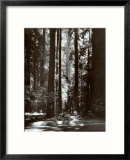 Redwoods, Founders Grove Poster di Ansel Adams Redwoods, Founders Grove Poster di Ansel Adams
