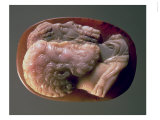 Cameo Depicting Marcus Aurelius Giclee Print