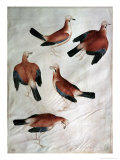 Five Jays Giclée-tryk af Antonio Pisani Pisanello Five Jays Giclée-tryk af Antonio Pisani Pisanello