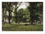 The Elm Walk Giclee Print by William Grylls Addison