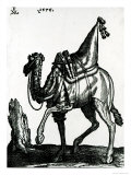 Camel Giclee Print by Melchior Lorck