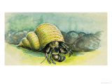 The Hermit Crab Giclee Print by D. A. Forrest