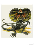 The Frilled Lizard Giclee Print by D. A. Forrest