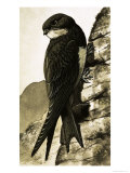 The Swift Giclee Print by Bob Hersey