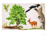 The Beech Tree Giclee Print by John Rignall