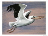 The Pelican Giclee Print by D. A. Forrest