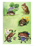 Mice, Voles and Shrews Giclee Print by Eric Tansley