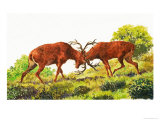 Red Deer Giclee Print by Eric Tansley