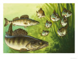 Pike Giclee Print by Bob Hersey