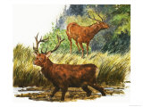 Red Deer Giclee Print by Eric Tansley