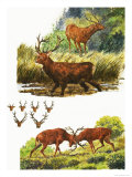 Red Deer Giclee Print by Eric Tansley
