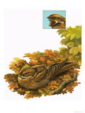 Unidentified Bird Giclee Print by Bob Hersey