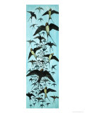 Migration of Swallows, Giclee Print
