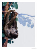 Two Toed Sloth Giclee Print by Susan Cartwright