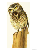 Little Owl and Common Shrew Giclee Print by Bob Hersey