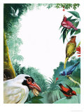The Colourful Cotingas Giclee Print by Leslie Field Marchant