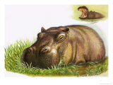 Hippopotamus Giclee Print by Leslie Field Marchant