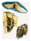 Bats Giclee Print by Eric Tansley