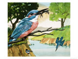The Kingfisher Giclee Print by D. A. Forrest