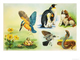 Animals Montage Giclee Print by John Rignall