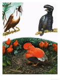 The Colourful Cotingas Giclee Print by Leslie Field Marchant