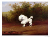 Toy Poodle in a Landscape Reproduction procédé giclée par Frederick French