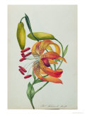 Tiger Lily Giclee Print by Mrs Frederick Hill