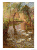 Canards reproduction procédé giclée par Lindsay Macarthur