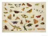 Study of Insects Giclee Print by Jan Van, The Elder Kessel