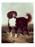 Spaniel Giclee Print by James Morris