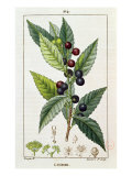 Laurel, Botanical Plate, c.1810 Giclee Print by Pierre Jean Francois Turpin