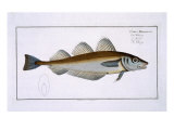 Whiting Giclee Print by Andreas-ludwig Kruger