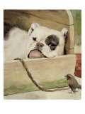 Bulldog, 1927 Giclee Print by Cecil Aldin