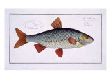 Roach Giclee Print by Andreas-ludwig Kruger